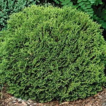 Туя западная ‘Little Gem’ (Thuja occidentalis ‘Little Gem’)